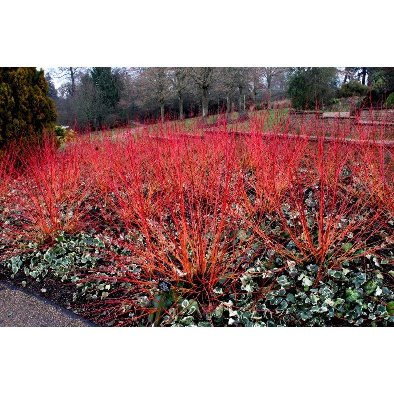 Дерен кроваво-красный "Винтер Бьюти" / Cornus sanguinea "Winter Beauty"