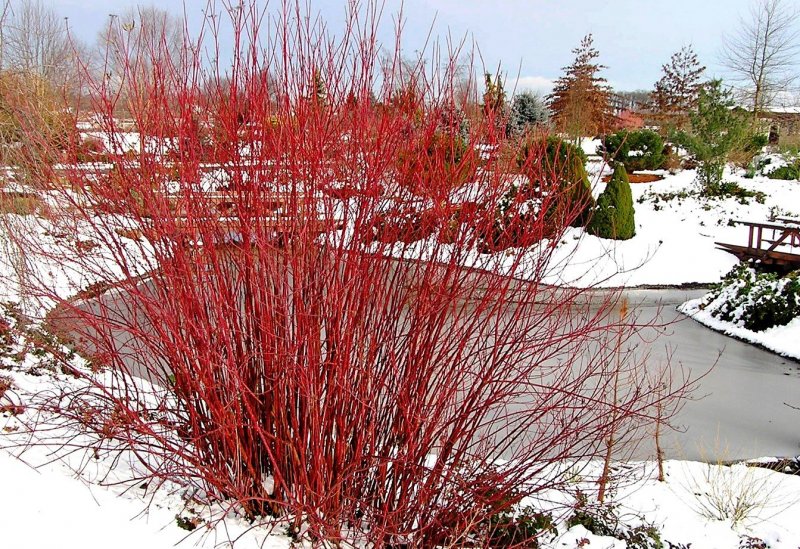 Cornus Alba побег