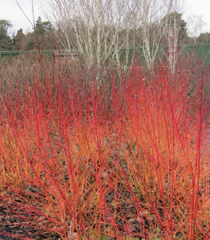 Cornus sanguinea Midwinter Fire
