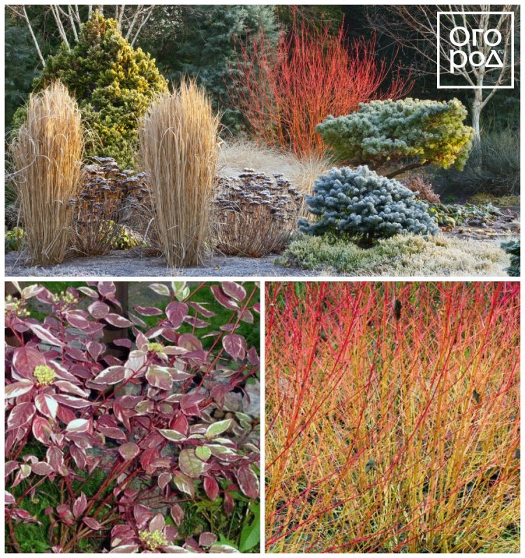 Дерен кроваво-красный (Cornus sanguinea)