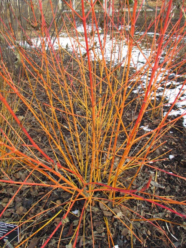 Дерен красный Cornus sanguinea