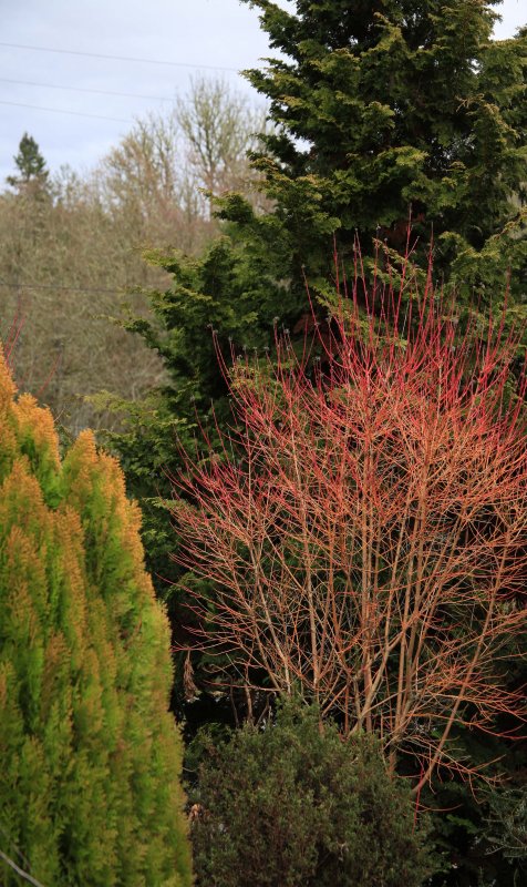 Cornus sanguinea