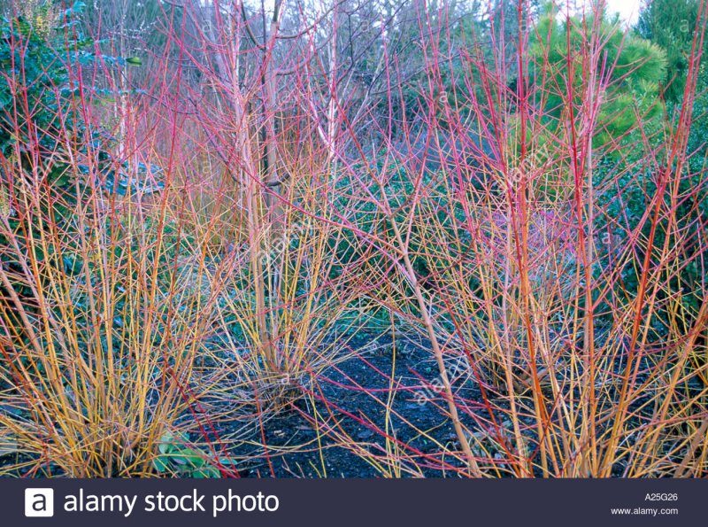 Cornus sanguinea Winter Beauty