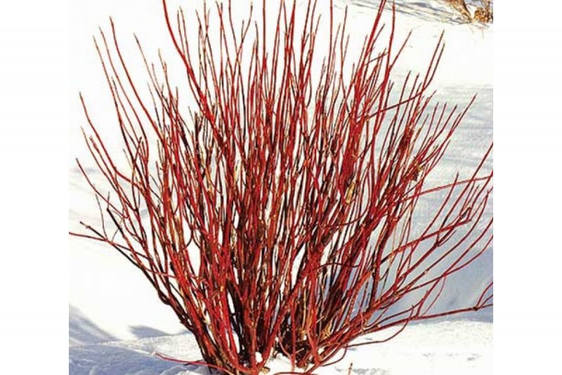 Дерен Cornus Alba Siberian Pearls