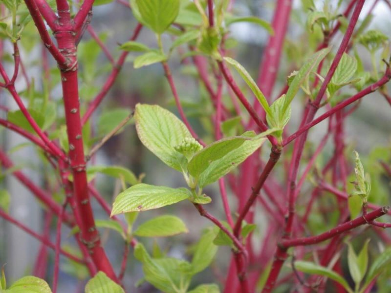 Дерен Cornus Alba sibirica