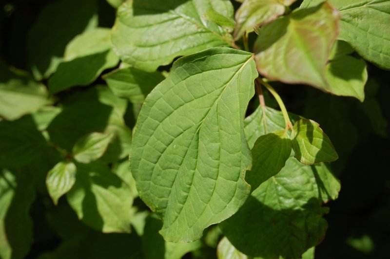 Дерен Cornus sanguinea