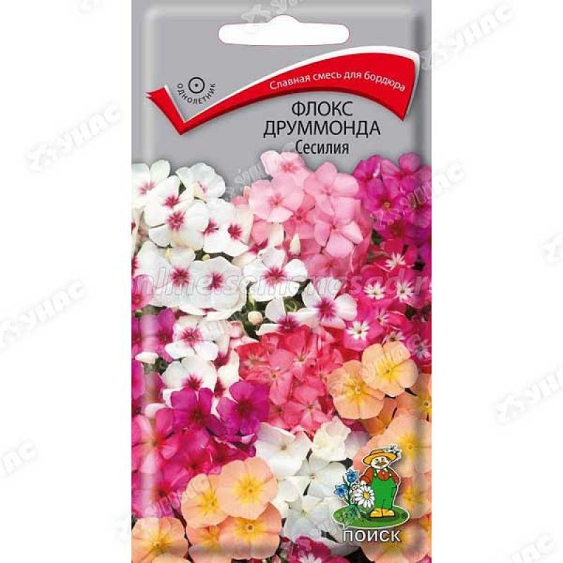 Флокс друммонда