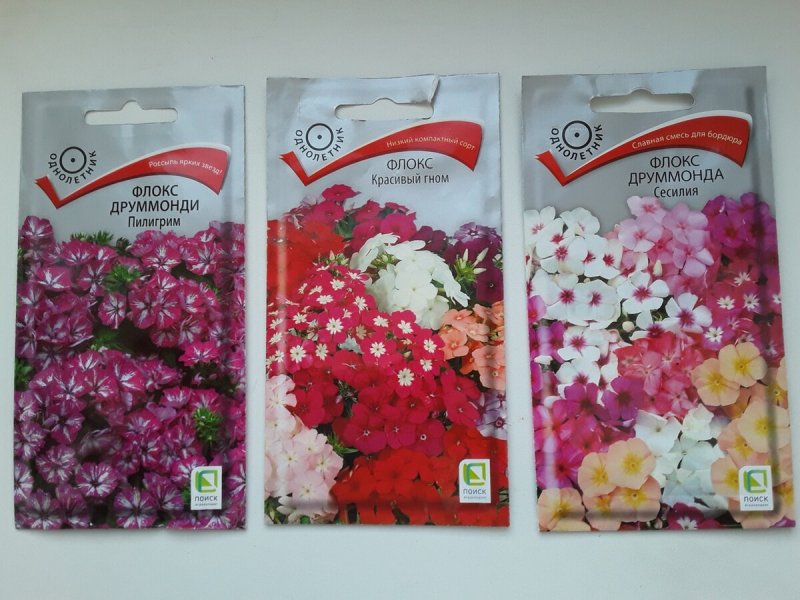 Флокс друммонда Фердинанд