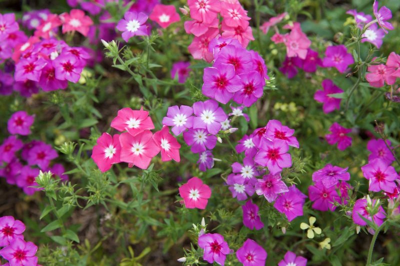 Флокс метельчатый Rosa Pastell
