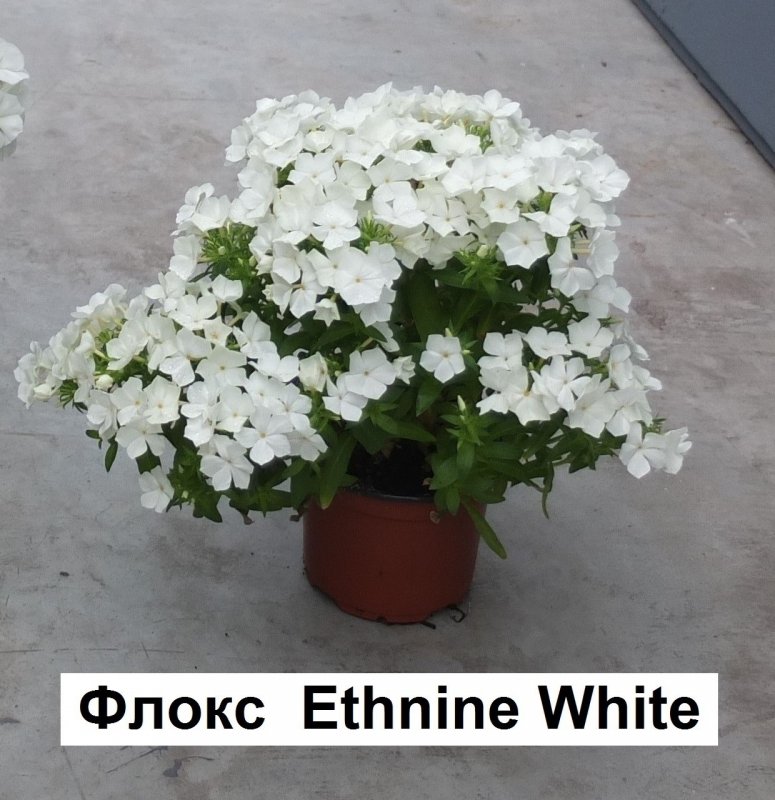 Флокс Шанель друммонда
