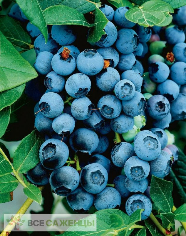 Голубика Блюкроп Bluecrop