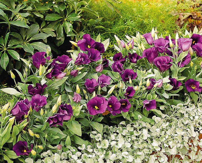 Эустома (Lisianthus)