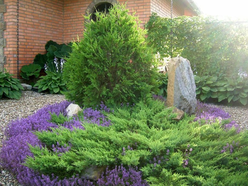 Котовник Фассена (Nepeta faassenii `Six Hills giant`)