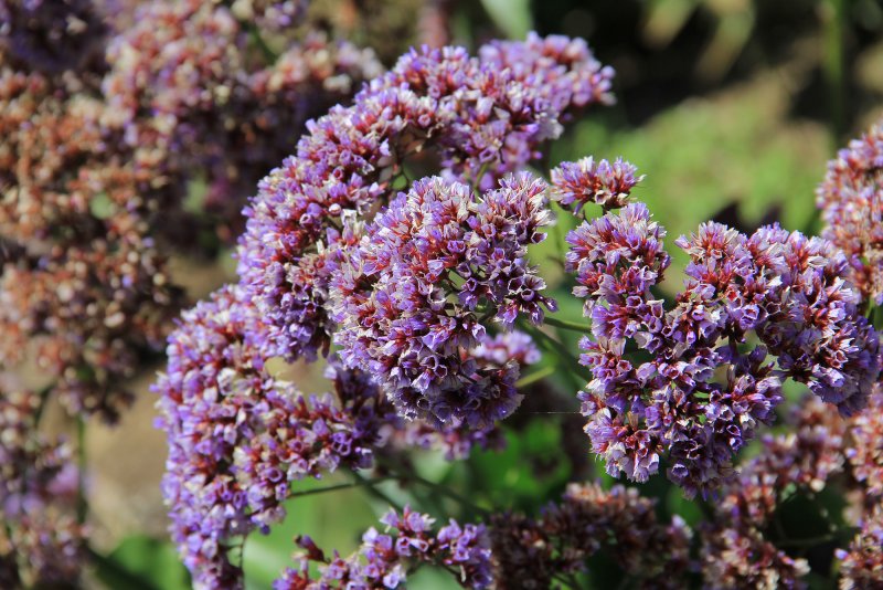 Limonium perezii