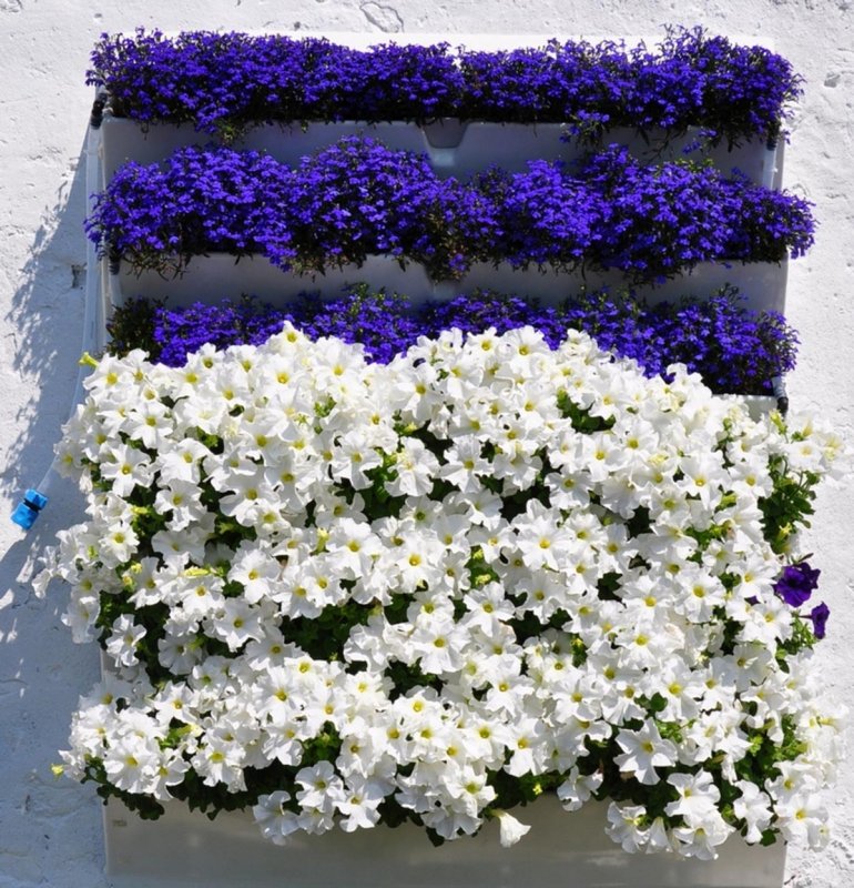 Алиссум Lobularia maritima