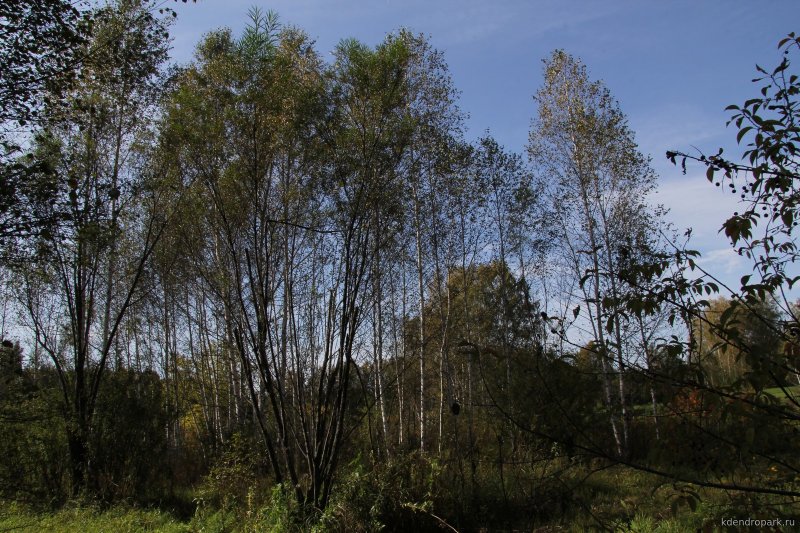Тополь душистый Populus suaveolens