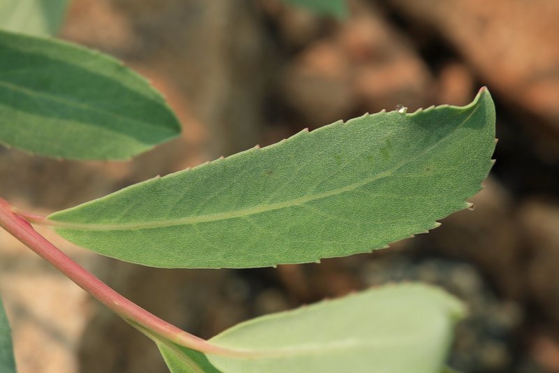 Чозения толокнянколистная (Chosenia arbutifolia).