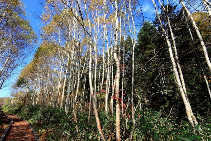 Salix Alba Willow Bark