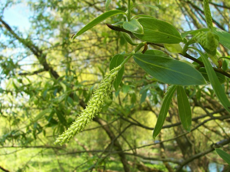 Heteromeles arbutifolia