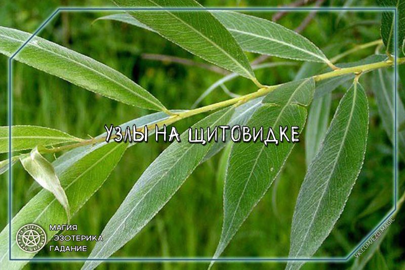 Ива Козья бредина