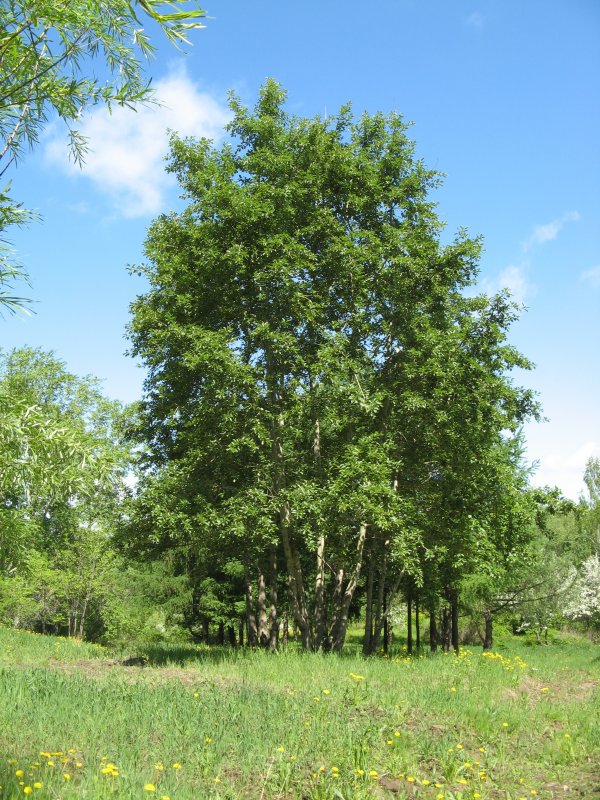 Populus suaveolens