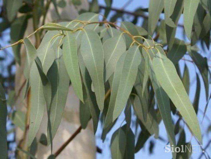 Populus suaveolens