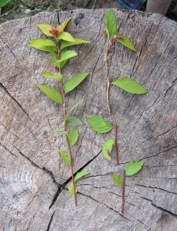 Осина - Populus tremula l.