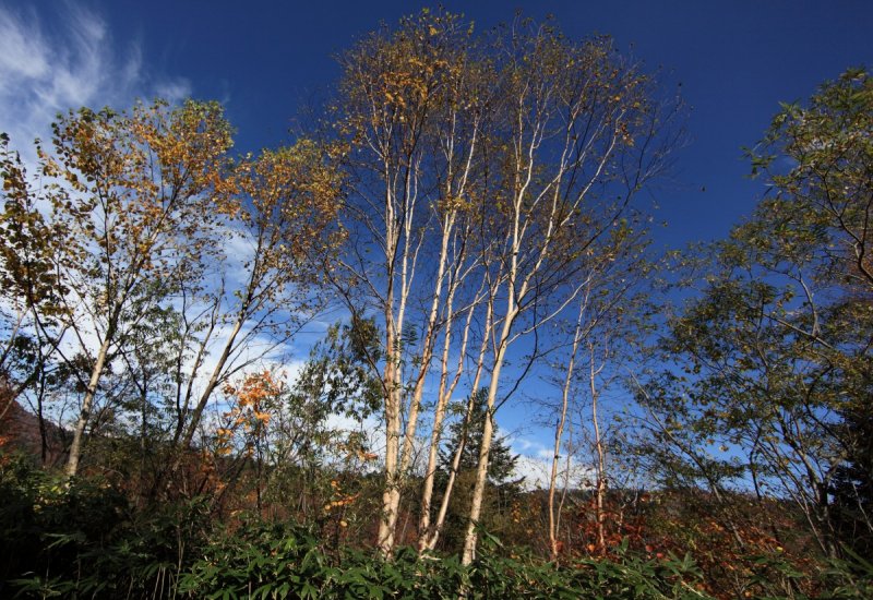 Ива белая (Salix Alba l.)