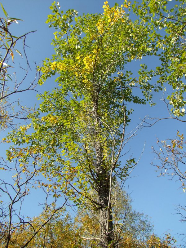 Осина (Populus tremula)