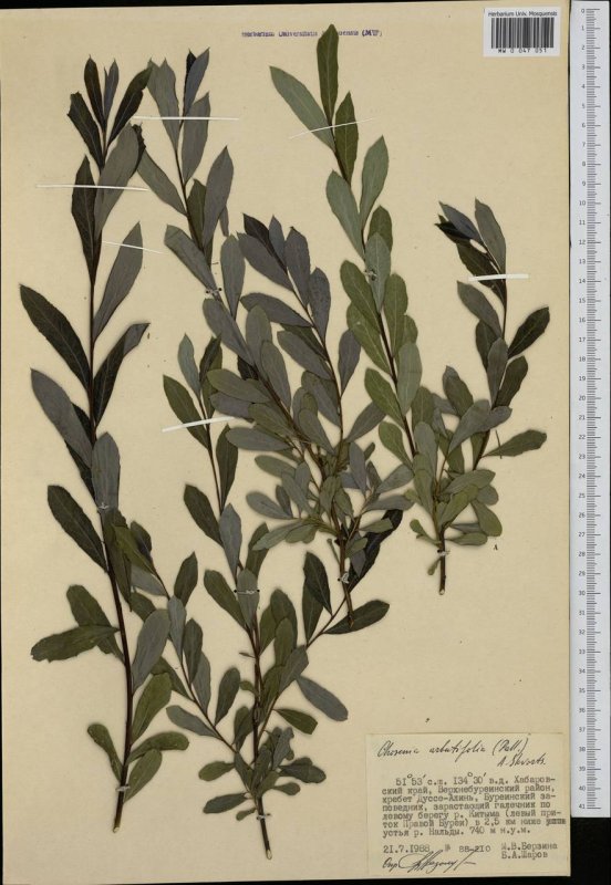 Populus suaveolens