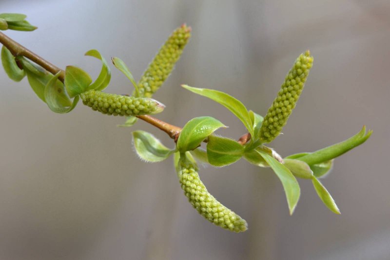 Чозения арбутолистная Chosenia arbutifolia (Pall.) A. Skvorts.