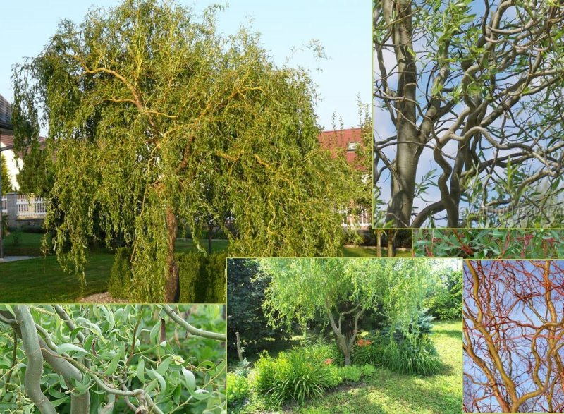 Ива Извилистая Матсудана (Salix matsudana)