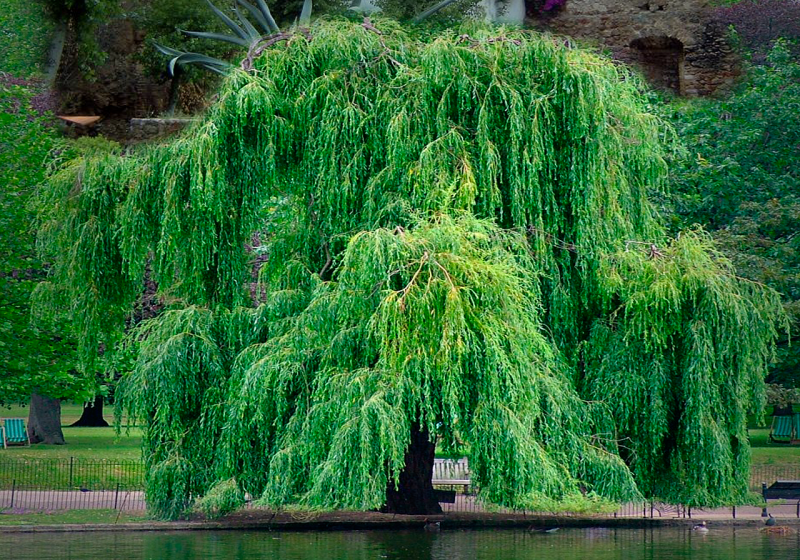 Береза повислая Юнги Betula pendula Youngii