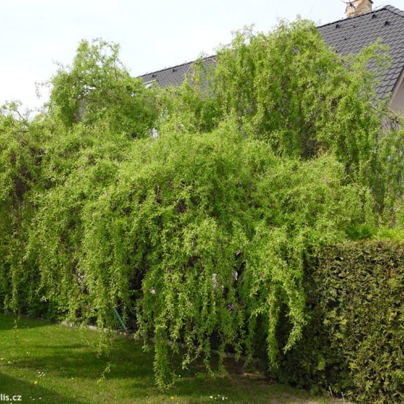 Ива Извилистая Матсудана (Salix matsudana)