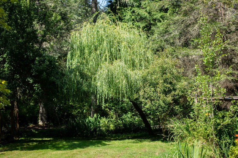 Ива Вавилонская (Salix babylonica)