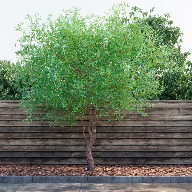 Ива белая (Salix Alba)
