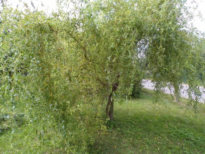 Salix Erythroflexuosa Ива