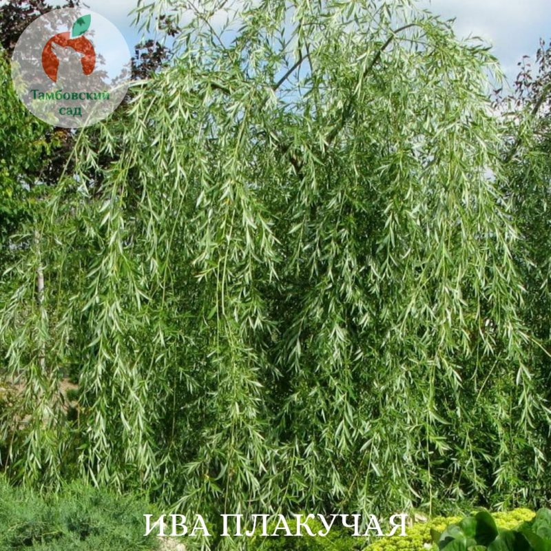 Ива Извилистая Матсудана (Salix matsudana)