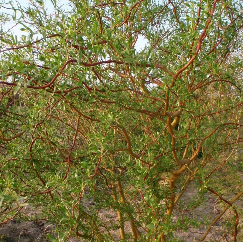 Ива Матсудана Salix matsudana
