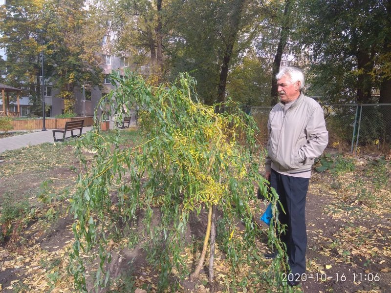 Ива Вавилонская семена