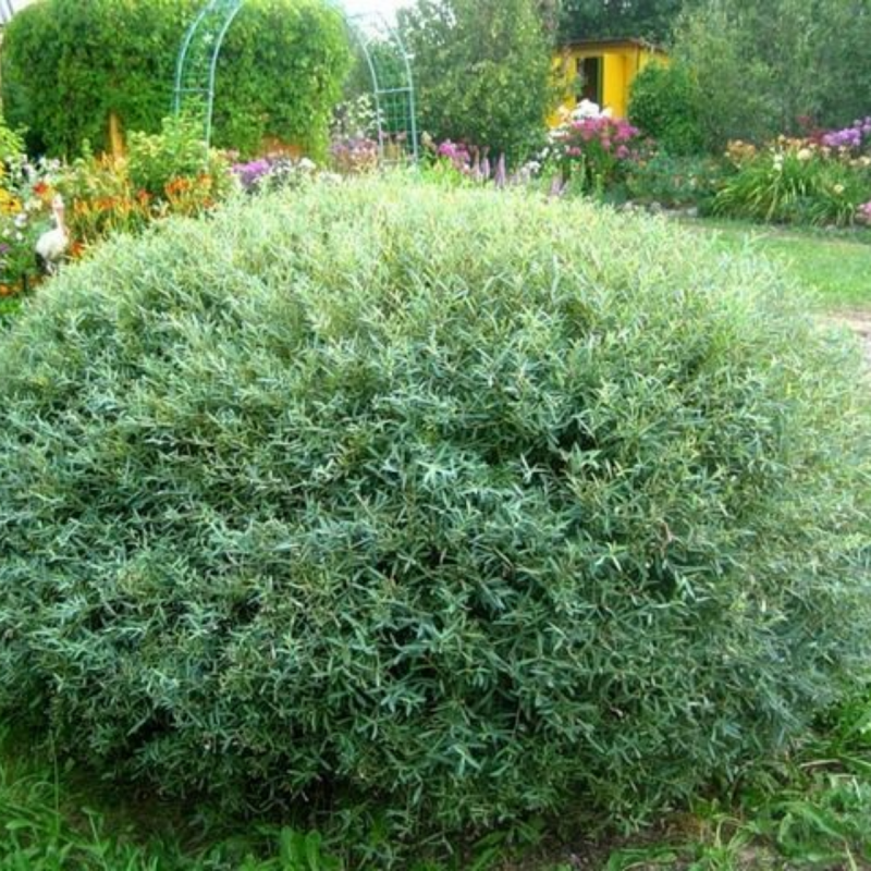 Ива пурпурная Salix purpurea Nana