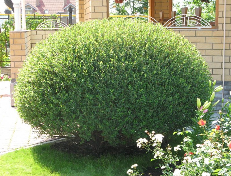 Ива ломкая (шаровидная) Salix fragilis