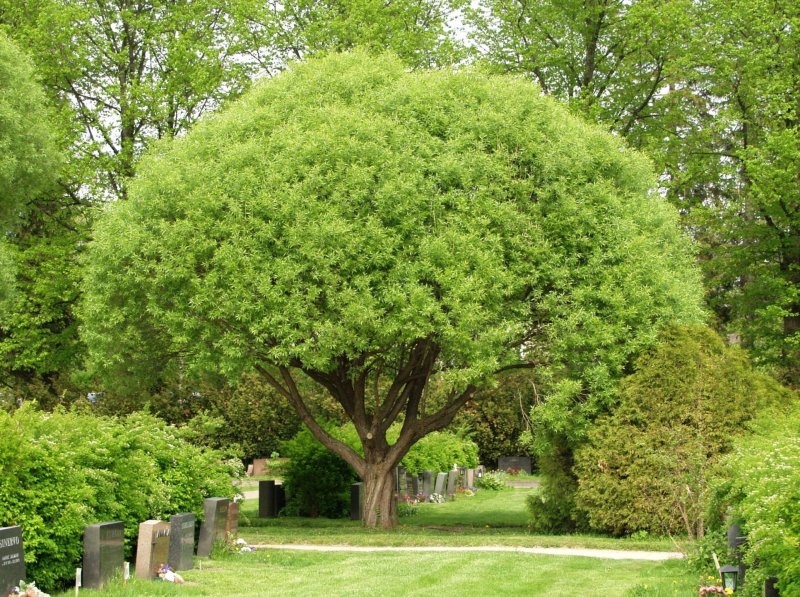 Ива ломкая (шаровидная) Salix fragilis