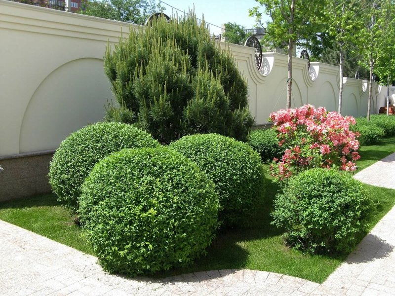Ива пурпурная Salix purpurea