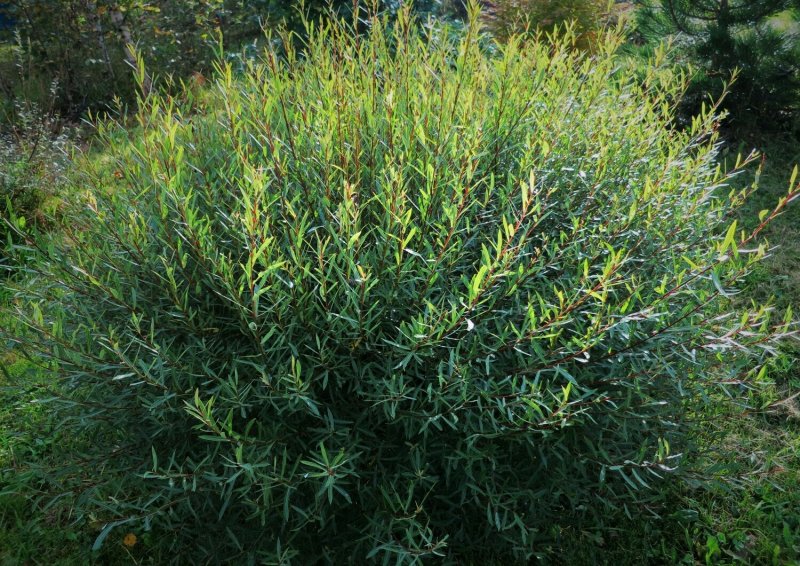 Ива пурпурная Salix purpurea