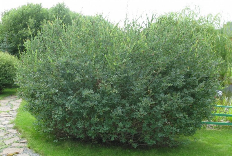 Ива ломкая (шаровидная) Salix fragilis
