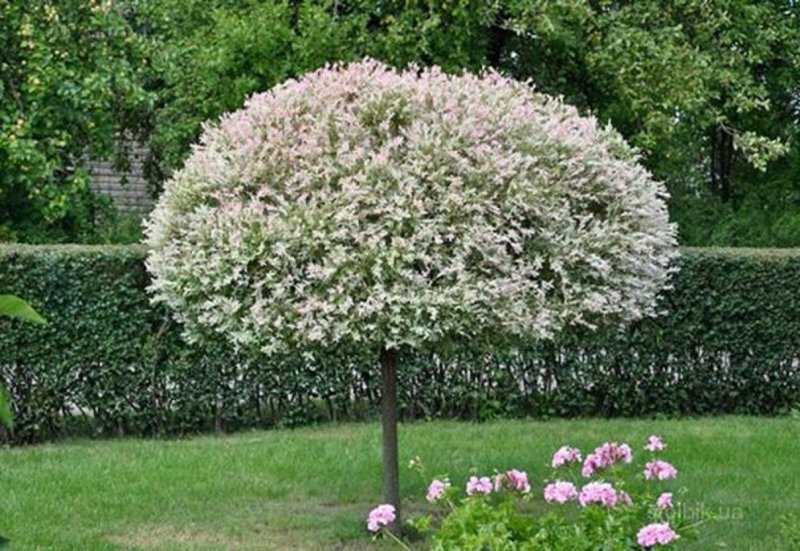 Ива ломкая Булата