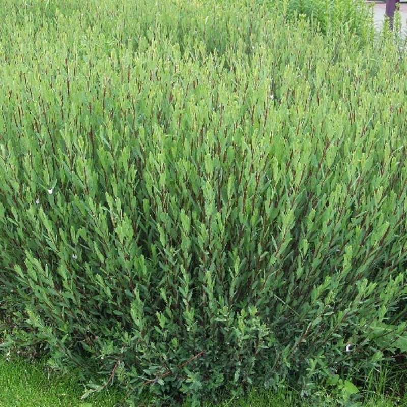 Ива пурпурная Salix purpurea