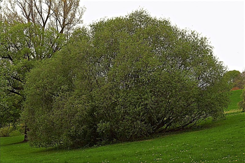 Ива пурпурная Salix purpurea