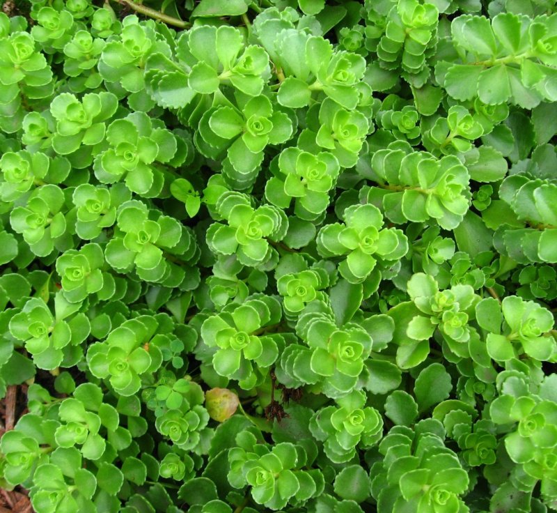 Очиток ложный (Sedum spurium)